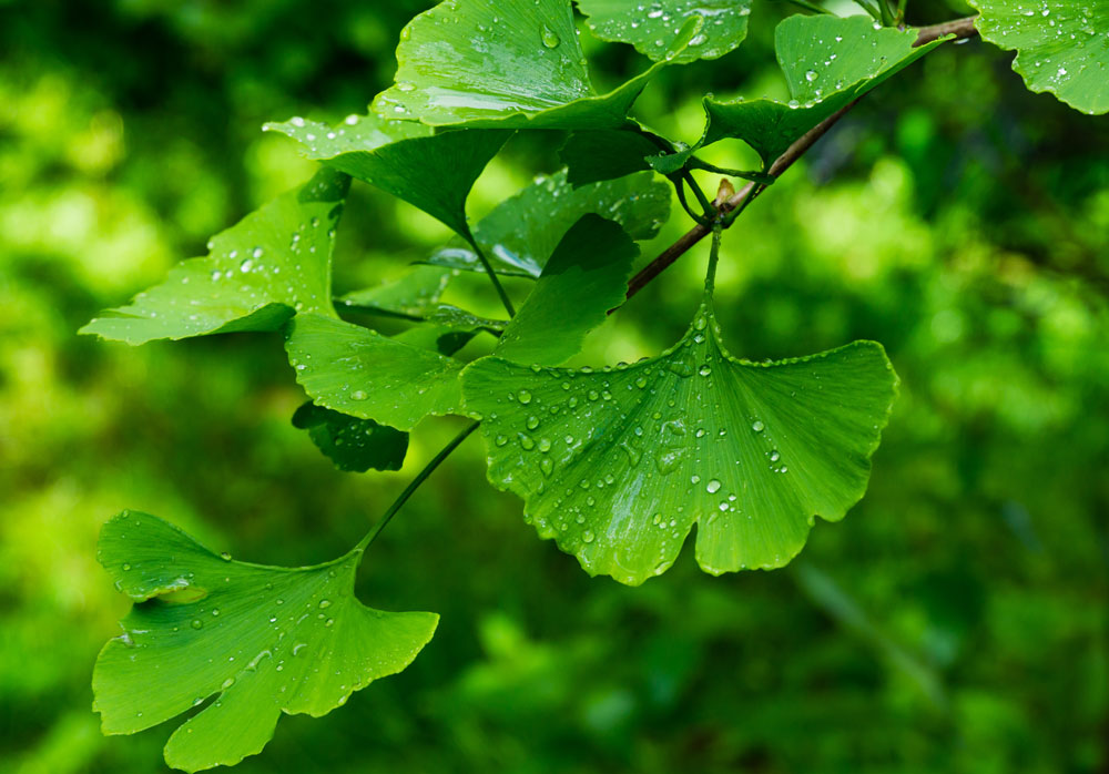 Ginkgo zur Steigerung der geistigen Leistungsfähigkeit