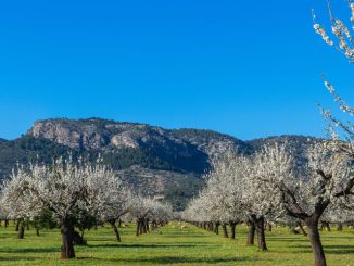 Mandelblüte auf Mallorca – Immer eine Reise wert