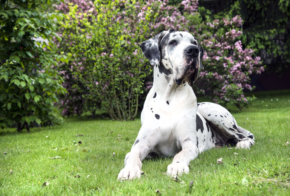 Deutsche Dogge – sensibel mit viel Bewegunsdrang