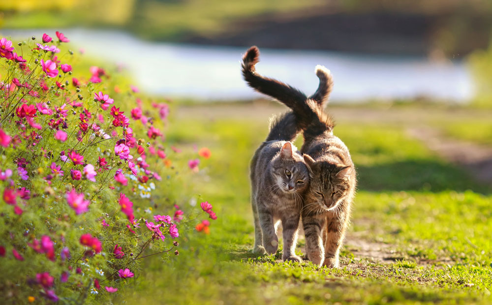 Warum Katzen und Senioren so gut zusammen passen