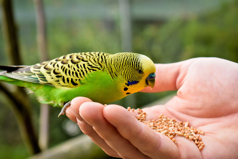 Vögel eignen sich hervorragend als Haustier für Senioren