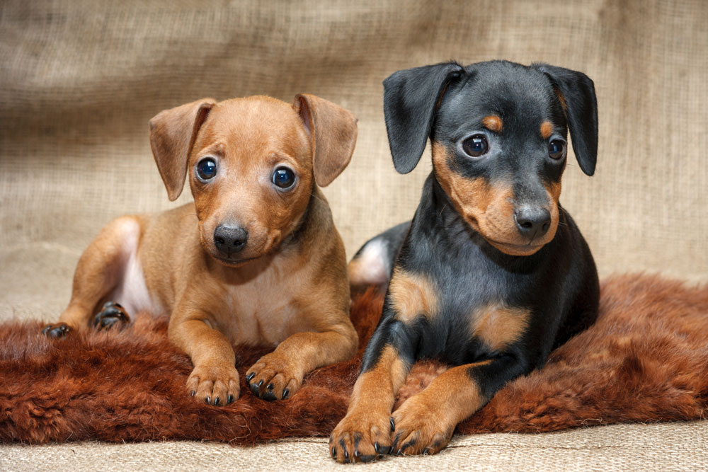 Kleiner Hund für Senioren - Zwergpinscher