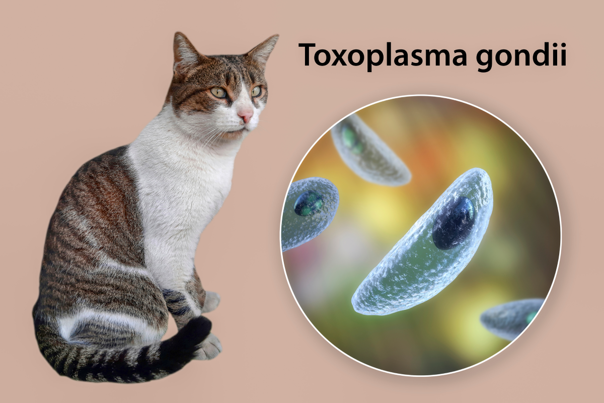 Toxoplasmose ist eine Infektionskrankheit