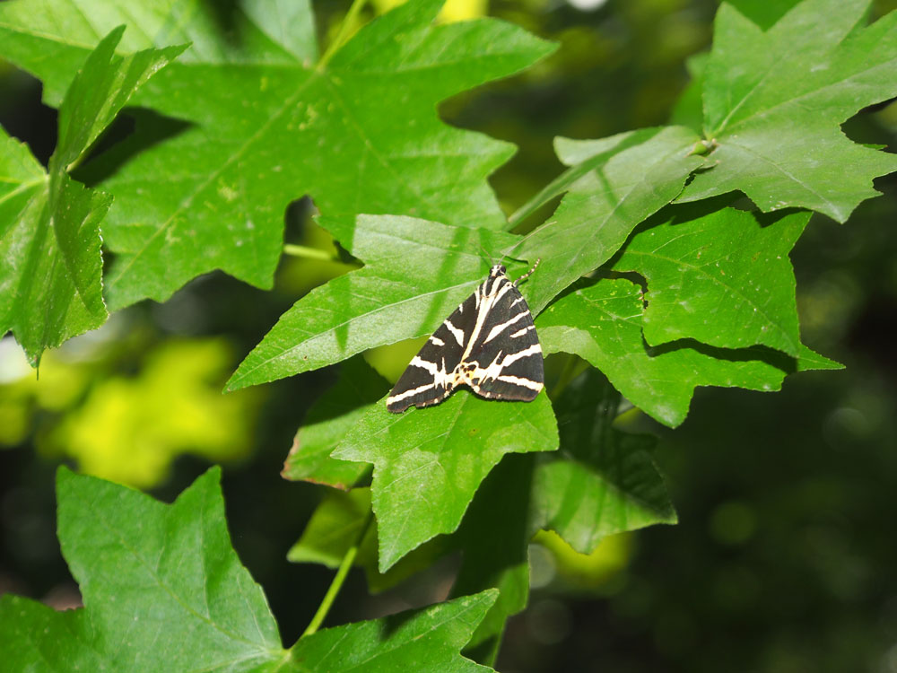 Urlaub auf Rhodos - Tal der Schmetterlinge