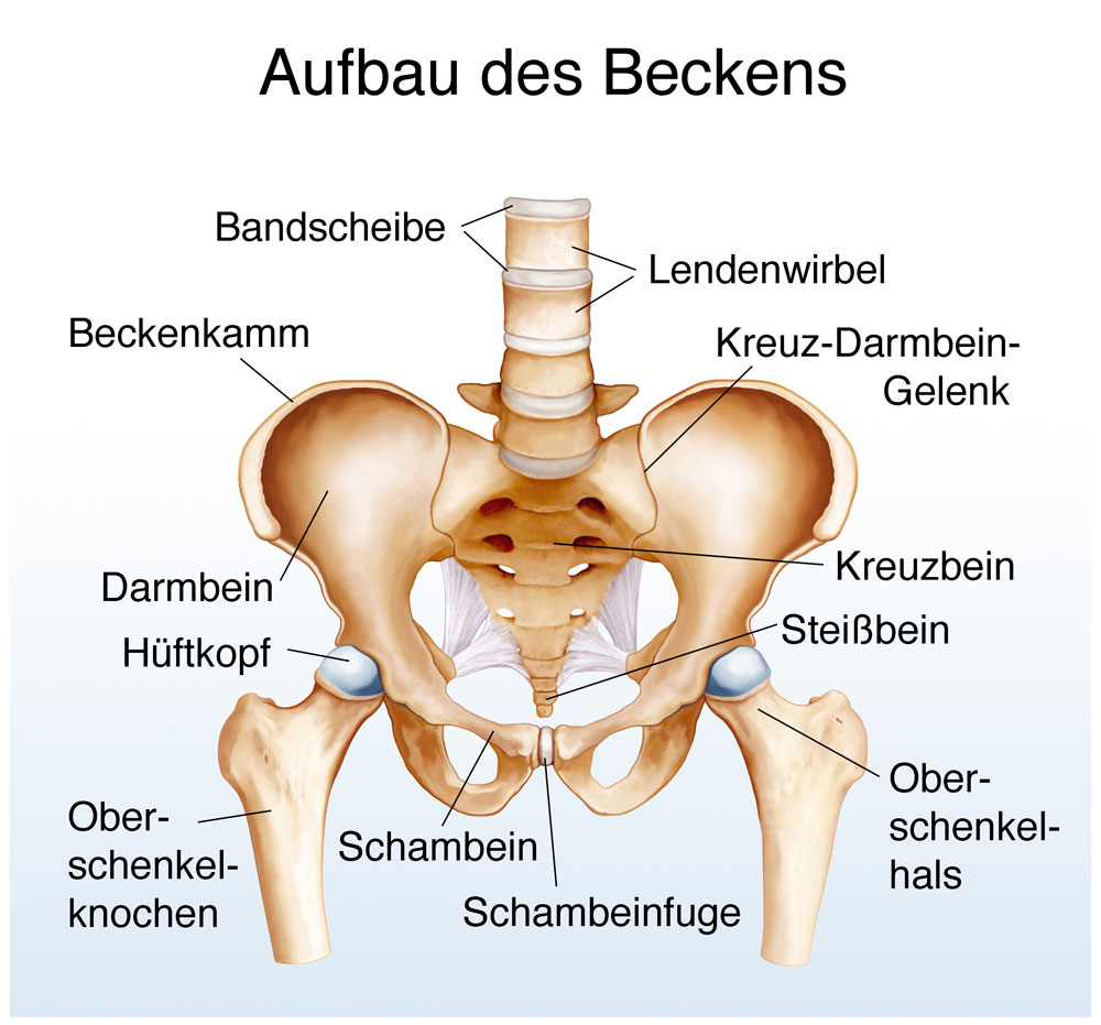 Aufbau des Beckens