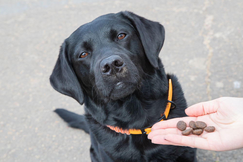 Hund bekommt Leckerlis.